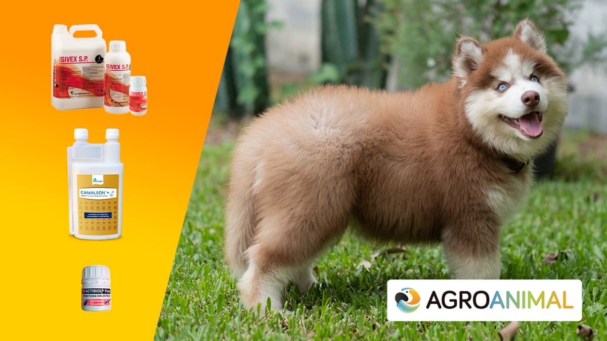 Tipos de insecticidas para mascotas