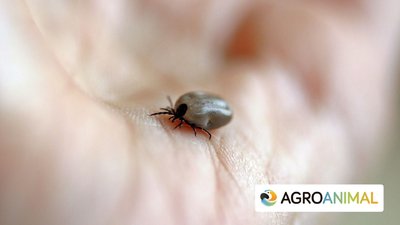 Nueva Garrapata En España