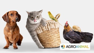 Día Mundial De Los Animales