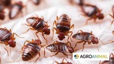 Cómo prevenir y controlar una plaga de chinches