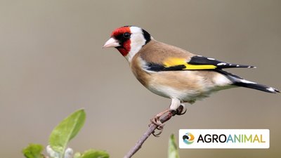 Consejos para prevenir las infecciones en aves