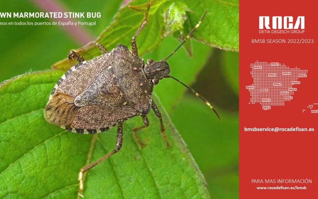 �Exportas contenedores a Australia?