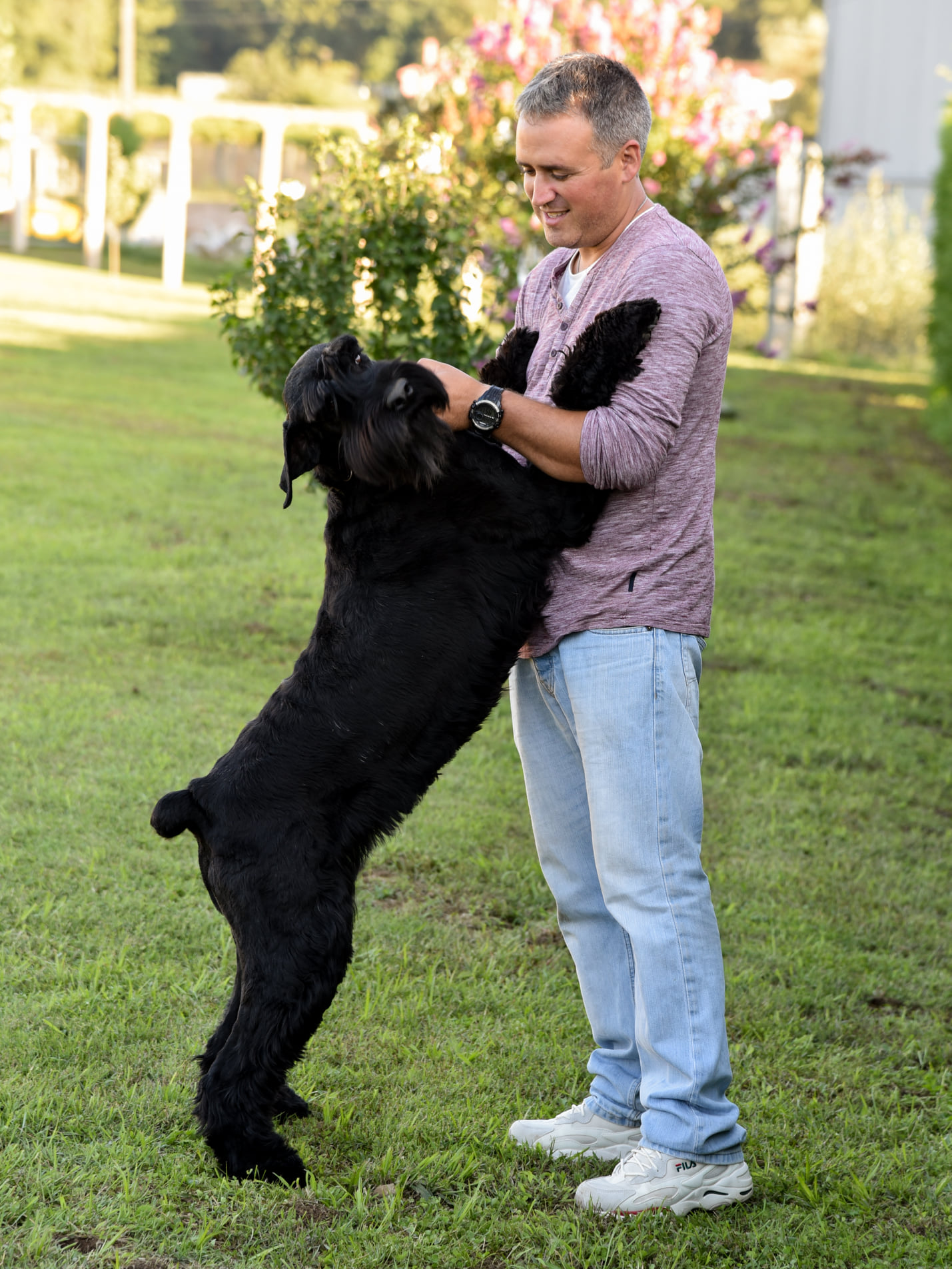 Ferruxo Cans. Schnauzer