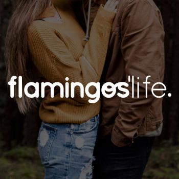 Flamingos'Life (Bloom Organization S.L.)