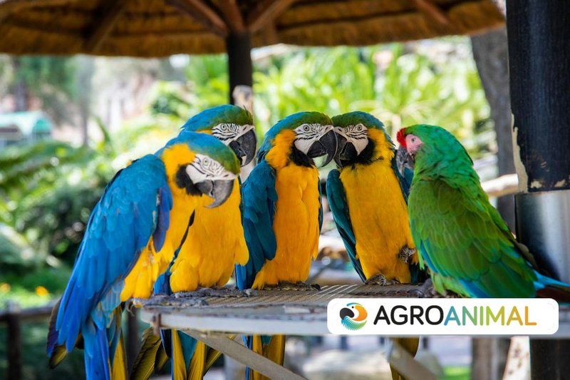 �Por qu� los loros hablan? | Agroanimal