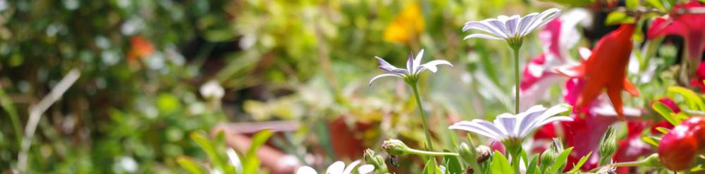 Cabecera de la comunidad